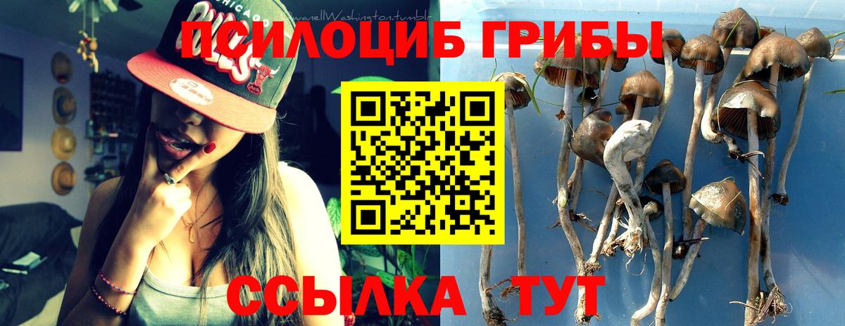 Щёлково  Псилоцибиновые грибы Psilocybe  Вход с VPN 